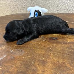 Robin - Black and white female Aussiedoodle puppy in Oklahoma City, Oklahoma from Foneb Farm - The F1B Farm