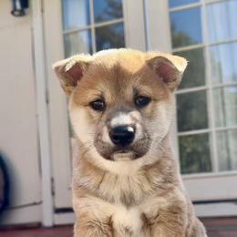 Boy 1 - Red male Shiba Inu puppy in Rohnert Park, California from Shiba Inn