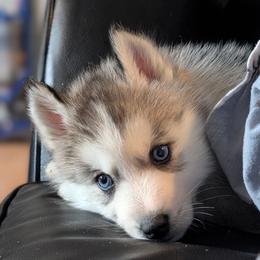 Captain - Gray and white male Siberian Husky puppy in Wisconsin from Liberty Siberians