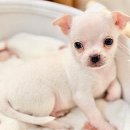 Boy 1 - Cream and white male Chihuahua puppy in Oviedo, Florida from ROYALCHIHUAHUAPUPPY