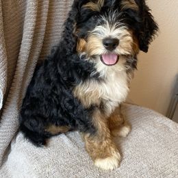 Bernedoodle Puppies from Scarlett Doodles