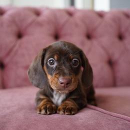 Dove - Chocolate and tan female Dachshund puppy in Temecula, California from Naomi Magee's Dachshund Kennel