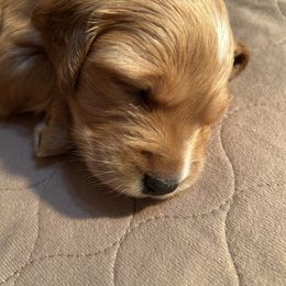 Wine - Golden female Golden Retriever puppy in David City, Nebraska from Lucky Penny Goldens