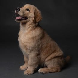 Golden Retriever and Pembroke Welsh Corgi Puppies from Shire Springs Kennels