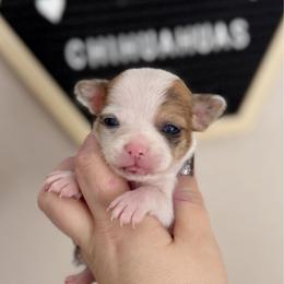 Trooper - Merle male Chihuahua puppy in Harrison, Michigan from Cloud9 Chihuahuas