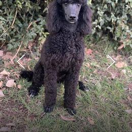 Tania - Poodle
