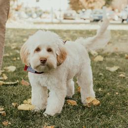 Spice - Australian Labradoodle