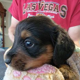 PETE - Black and tan male Dachshund puppy in Fort Worth, Texas from Chadwick Farms Mini Dachshunds