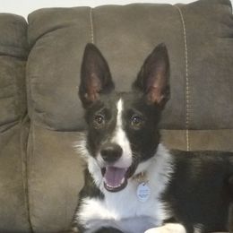 Border Collies from Lux Border Collies