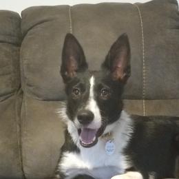 Border Collies from Lux Border Collies