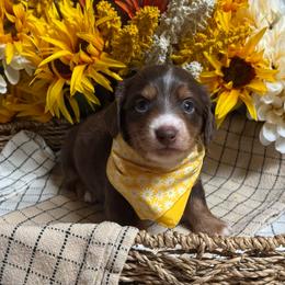Elowen - Chocolate and cream female Dachshund puppy in Fayetteville, West Virginia from Loop Creek Dachshunds