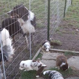 Border Collies from Pearl Winters' Border Collies