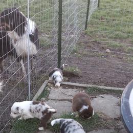 Border Collies from Pearl Winters' Border Collies