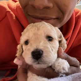 Maltipoo Puppies from Awwws&Pawws