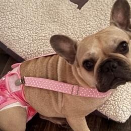 Shay - French Bulldog