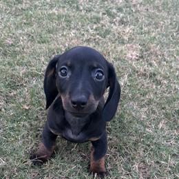Dachshund Puppies from Story Dachshunds