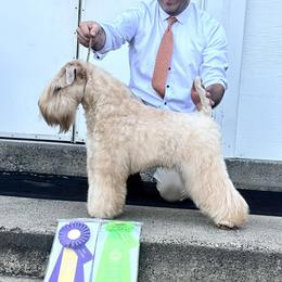 Halle - Soft Coated Wheaten Terrier