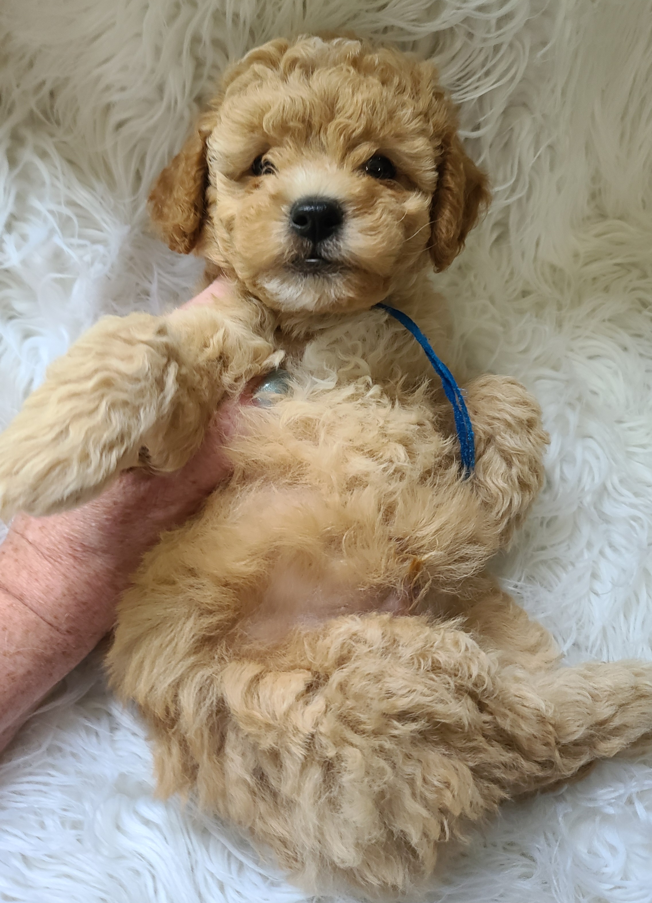 Poodle Puppies from Arrfs Poodles