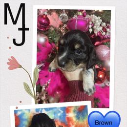 Boy 1 - Piebald male Dachshund puppy in Lind, Washington from MJ Family Farm
