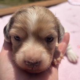 Girl 4 - Dapple female Dachshund puppy in Columbiana, Alabama from Tonya's Dachshunds