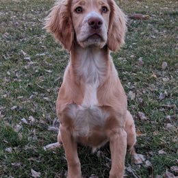 Cricket - English Cocker Spaniel