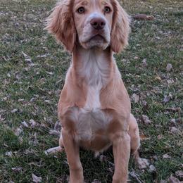 Cricket - English Cocker Spaniel