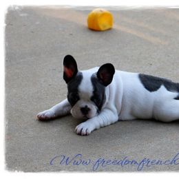 Boston Terrier and French Bulldog Puppies from Freedom Bostons
