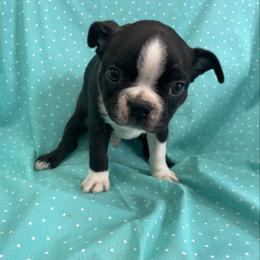 Finn - Black brindle and white male Boston Terrier puppy in Fillmore, Illinois from Wind Hill Puppies