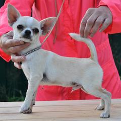 Chihuahuas and Xoloitzcuintli from Coolballow Chihuahuas