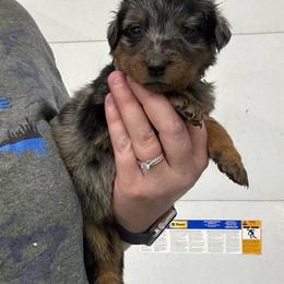 Teal - Harlequin female Beauceron puppy in Floyd’s Knobs, Indiana from Birdwing Beaucerons