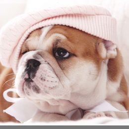 Bulldog Puppies from Our House Of Treasures