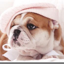 Bulldog Puppies from Our House Of Treasures