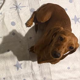 Cortana - Dachshund