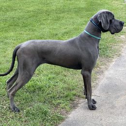 Harvey - Great Dane