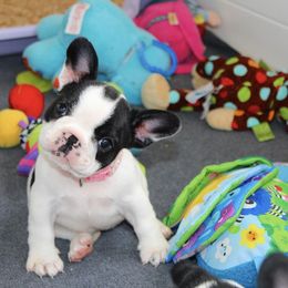French Bulldog Puppies from SnortVille Bullies
