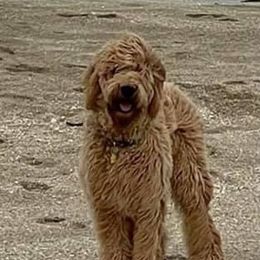 Goldendoodle Puppies from SunriseDoodles