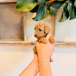 Strawberry - Micro Size - Apricot female Goldendoodle puppy in Elizabethtown, Kentucky from Reddy Poodles & Doodles