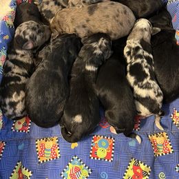 Aussiedoodle and Australian Shepherd Puppies from RoseWest Farms