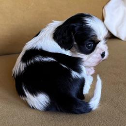 Cavalier King Charles Spaniel Puppies from Acorn Hollow Cavaliers