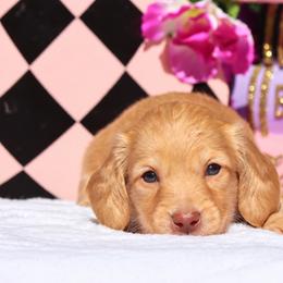 Cinnamon - Cream male Dachshund puppy in Woodbine, Georgia from Walker's Minidachs