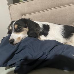 Vinny - Piebald male Dachshund puppy in Yelm, Washington from Hughes' Doxies