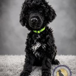 Poodle Puppies from Impressive Cartwright Standards