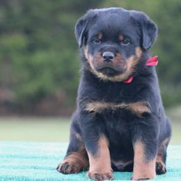Kubota - Black and mahogany male Rottweiler puppy in Uniontown, Alabama from CedarBluff Rottweilers