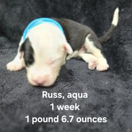 Russ - Gray and white male Old English Sheepdog puppy in Sutherlin, Oregon from Sapphire Eyes Sheepdogs