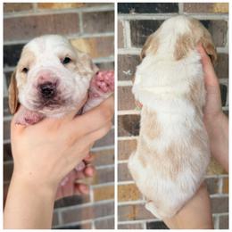 Yoshi - Red and white male Basset Hound puppy in Red Bay, Alabama from Maple Street Bassets