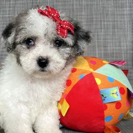 Sheepadoodle puppies from Daisy Doodles LLC