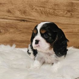 AKC Orion - Tri-color male Cavalier King Charles Spaniel puppy in Bonney Lake, Washington from House of Happy Cavaliers