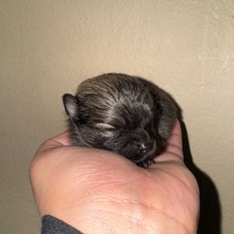 Female 1 - Cream sable male Pomeranian puppy in Denver, Colorado from Melrey's paws