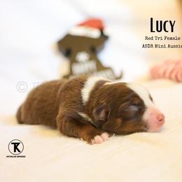 Lucy - RTF - Red tri female Miniature Australian Shepherd puppy in Nacogdoches, Texas from TK Standard, Mini, & Toy Aussies