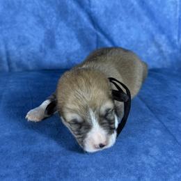 Black Collar Male - Sable male Pembroke Welsh Corgi puppy in Victoria, Texas from Clear Creek Corgis